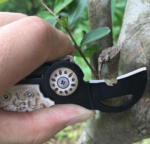 Cuchillo de Bolsillo para Camping - Imagen 5